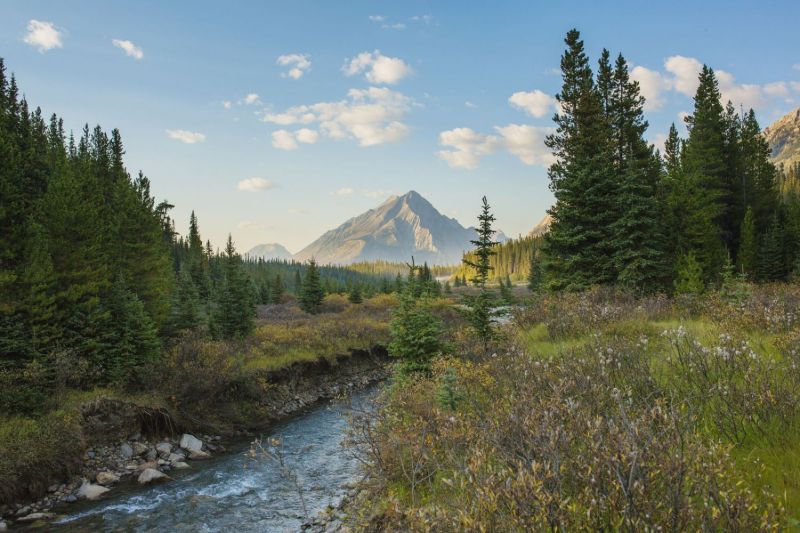 Kananaskis Wildlife and Nature Tours
